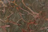 Polished Linella Avis Stromatolite Section - Million Years #130650-1